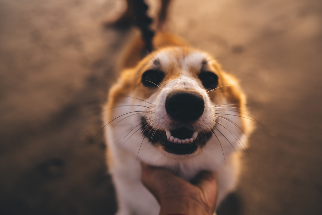 How To Keep Dog From Tracking Sand In-House