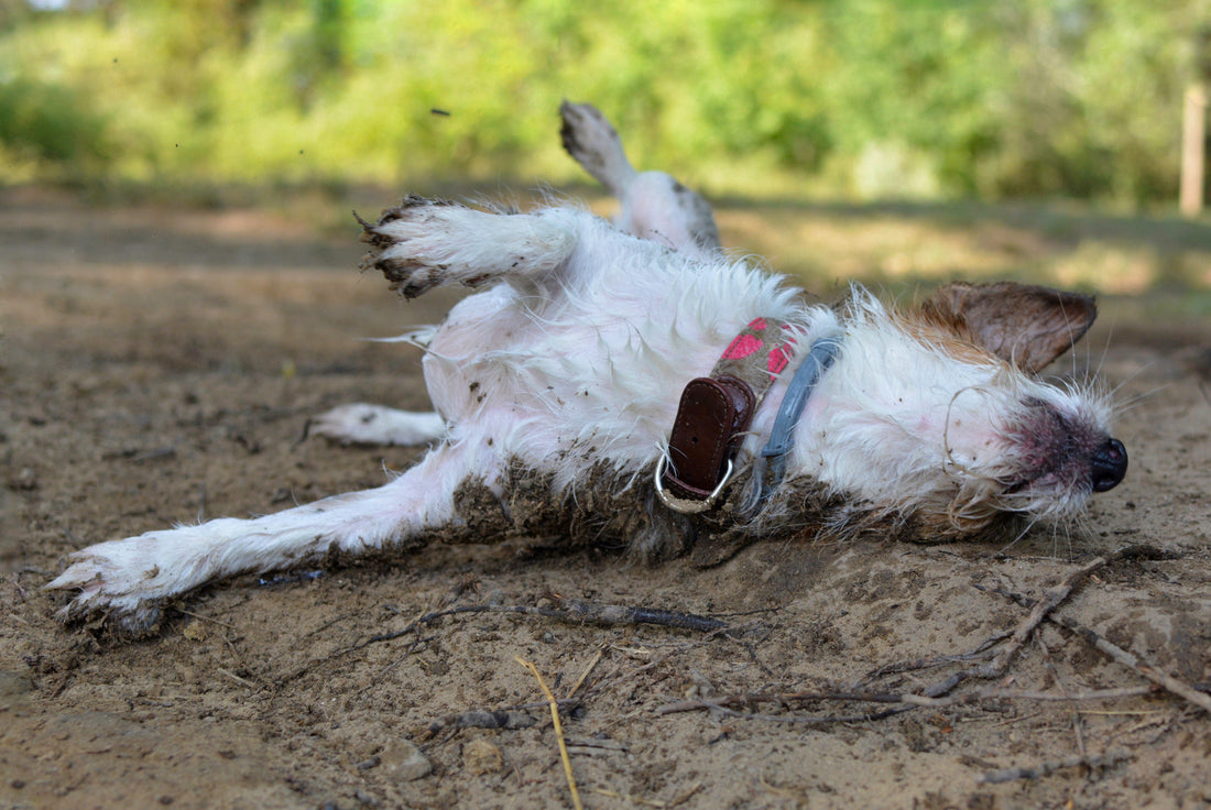 The Best Dog Doormat For Muddy Paws