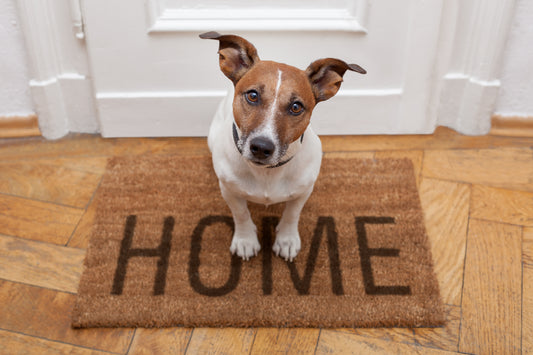 Keep Your Home Clean With This Dog Rug For Muddy Paws