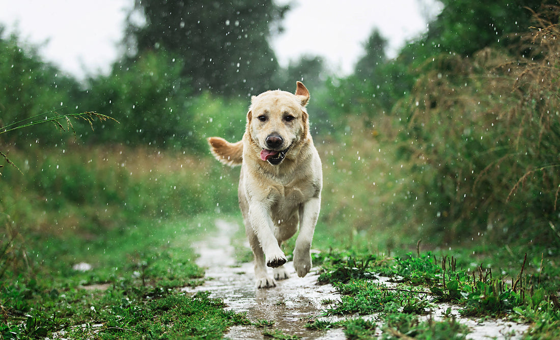 Muddy Mat: The Best Pet Door Mat for Rainy Summer Days