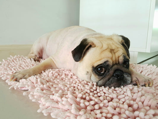 Best Practices for Drying Washable Pet Mats